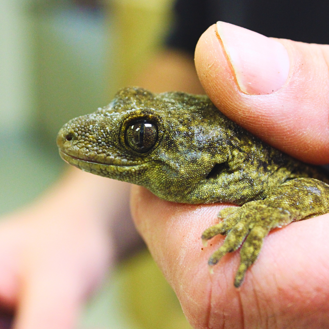 Native Species Habitats